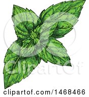 Poster, Art Print Of Sketched Herb Peppermint