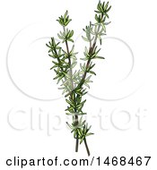 Clipart Of A Sketched Herb Thyme Royalty Free Vector Illustration