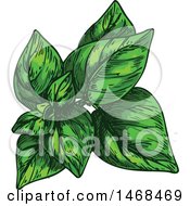 Clipart Of A Sketched Herb Oregano Royalty Free Vector Illustration