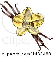 Clipart Of A Sketched Spice Vanilla Flower And Pods Royalty Free Vector Illustration