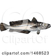 Poster, Art Print Of Sketched Hake Fish