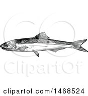 Poster, Art Print Of Sketched Black And White Anchovy Fish