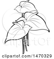 Poster, Art Print Of Black And White Anthurium Flowers