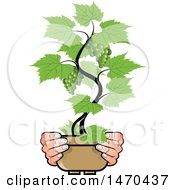 Poster, Art Print Of Pair Of Hands Holding A Potted Grape Vine
