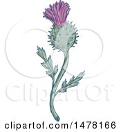 Clipart Of A Scottish Thistle Plant In Sketch Style Royalty Free Vector Illustration