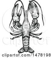 Clipart Of A Sketched Black And White Lobster Royalty Free Vector Illustration