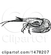 Clipart Of A Sketched Black And White Shrimp Royalty Free Vector Illustration