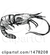 Poster, Art Print Of Sketched Black And White Shrimp