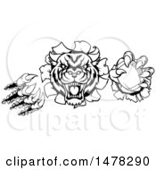 Clipart Of A Vicious Tiger Mascot Slashing Through A Wall With A Football Royalty Free Vector Illustration