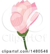 Clipart Of A Pink Magnolia Flower Royalty Free Vector Illustration