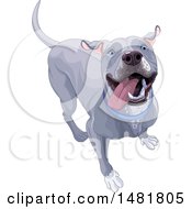 Cute Happy Blue Or Silver Pitbull Dog