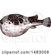 Poster, Art Print Of Sketched Blowfish