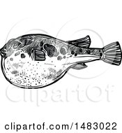 Poster, Art Print Of Sketched Black And White Blowfish