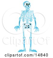 Poster, Art Print Of Blue Human Skeleton Standing Upright