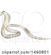 Beautiful White Indian Cobra