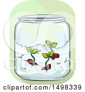 Jar With Germinated Seeds On Cotton