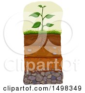 Poster, Art Print Of Plant With Layers Of Soil Beneath