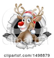 Poster, Art Print Of Red Nosed Christmas Reindeer In A Hole In A Wall