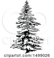 Poster, Art Print Of Snow Flocked Evergreen Tree