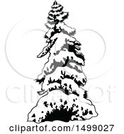 Poster, Art Print Of Snow Flocked Evergreen Tree