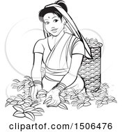 Poster, Art Print Of Black And White Sri Lankan Lady Tea Plucking