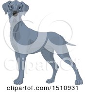 Poster, Art Print Of Gray Great Dane Dog