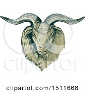 Poster, Art Print Of Sketched Cashmere Goat Head