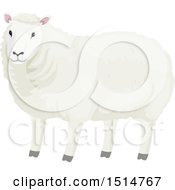 Poster, Art Print Of Wooly White Sheep