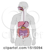 Clipart Of A Medical Diagram Of A Man With Visible Digestive Tract Royalty Free Vector Illustration