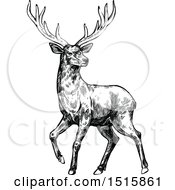 Clipart Of A Black And White Sketched Reindeer Royalty Free Vector Illustration by Vector Tradition SM