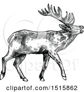 Poster, Art Print Of Black And White Sketched Reindeer