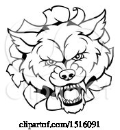 Clipart Of A Black And White Wolf Mascot Head Breaking Through A Wall Royalty Free Vector Illustration