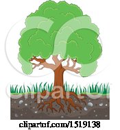 Lush Mature Tree With Visible Roots In Soil
