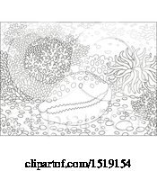 Poster, Art Print Of Black And White Cowry Shell At A Coral Reef