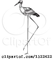 Poster, Art Print Of Stork Bird Black And White Woodcut
