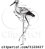 Poster, Art Print Of Beautiful Stork Bird Black And White Woodcut