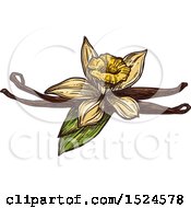 Vanilla Flower And Pods In Sketched Style