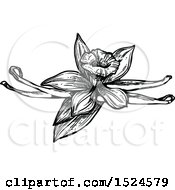 Vanilla Flower And Pods In Black And White Sketched Style
