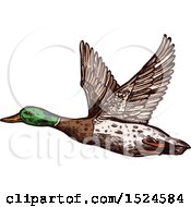 Clipart Of A Mallard Duck Flying In Sketched Style Royalty Free Vector Illustration by Vector Tradition SM