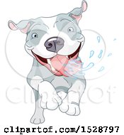 Happy Pit Bull Dog Running And Drooling