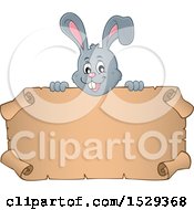 Clipart Of A Gray Bunny Rabbit Over A Blank Parchment Scroll Royalty Free Vector Illustration