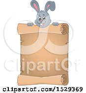 Clipart Of A Gray Bunny Rabbit Over A Blank Parchment Scroll Royalty Free Vector Illustration