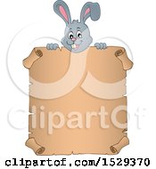 Poster, Art Print Of Gray Bunny Rabbit Over A Blank Parchment Scroll