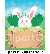 Clipart Of A White Bunny Rabbit Over A Blank Parchment Scroll Royalty Free Vector Illustration