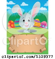 Clipart Of A Gray Easter Bunny Rabbit Over A Blank Parchment Scroll Royalty Free Vector Illustration