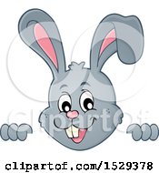 Clipart Of A Gray Bunny Rabbit Peeking Over A Surface Royalty Free Vector Illustration