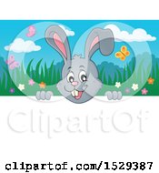 Poster, Art Print Of Gray Bunny Rabbit Peeking Over A Sign