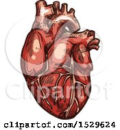 Clipart Of A Sketched Human Heart Royalty Free Vector Illustration