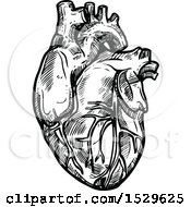 Clipart Of A Sketched Black And White Human Heart Royalty Free Vector Illustration by Vector Tradition SM