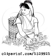 Clipart Of A Black And White Sri Lankan Woman Plucking Tea Leaves Royalty Free Vector Illustration